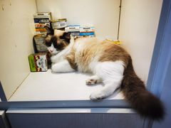-李小姐の猫咖啡馆(五角场店)