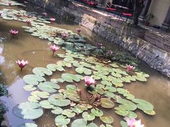 -河内西湖莲花自助餐厅