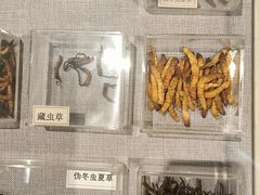 -北京中医药大学-中医药博物馆