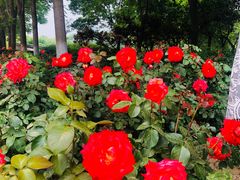 景点-金星公园