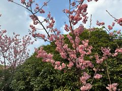 -顾村公园