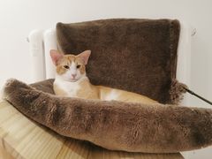-Umiao与猫咖啡 猫咖