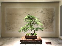 -扬州大运河文化旅游度假区·盆景园