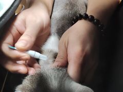 -顺强宠物诊所·狂犬免疫·夜诊·骨科(嘉定店)