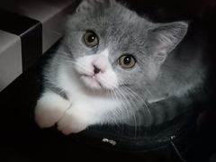 -猫十亿·布偶金渐层·曼基康矮脚猫舍(青年路店)