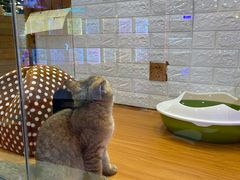 -龟与熊猫宠物公园(南坪店)