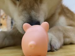 -柴源莊·柴小宠柴犬咖啡