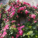 五一假期害怕人太多选择了就近的古镇来玩！