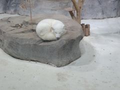 -海合安青岛极地海洋公园