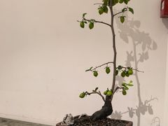 -慈云斋·24节气素食