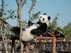 -盐城大丰港动物园