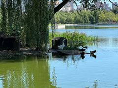 -莲花池公园