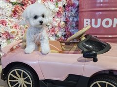 -百好乐宠物友好餐厅(朝外大街店)