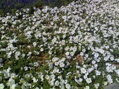 -济南国际园博园