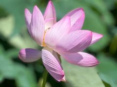 -北纬44度·金珠花海休闲农业旅游景区