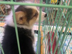 -中环花鸟鱼虫市场