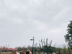 -洨河生态公园