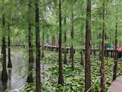 -池杉湖湿地公园