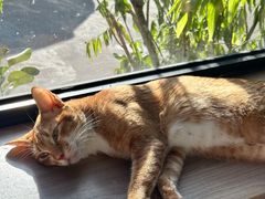 -豆逗聊愈猫阁Easy Life
