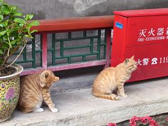 -白家大院·王府宫廷菜(苏州街店)