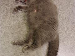 -猫色咖啡·猫咖