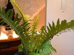 -慢丽江·云南野生菌土鸡锅(付家庄店)