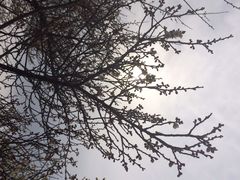 iphone_upload_pic-香雪海