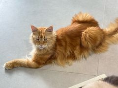 -Heymao猫咖.咖啡厅(东门店)