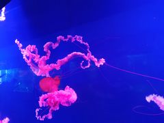 -西安曲江海洋极地公园
