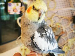 -吉丁鸟咖·异宠·寄养