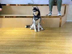 -Husky Go! 哈士奇体验馆·宠物咖啡厅狗咖