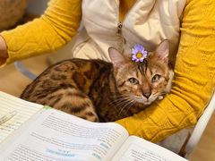 -Cappucimeow猫咪咖啡馆(韦伯时代店)