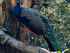 -瑞丽独树成林风景区