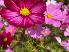 -梧桐山风景名胜区