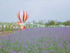 -荷兰花海
