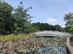 -映月湖公园
