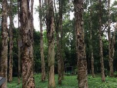 -南宁良凤江国家森林公园