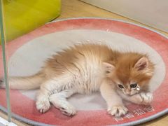 -青奢宠物·青奢猫舍