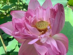 -陈家山荷花公园