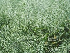 -桤木河湿地公园