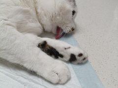 -瑞派长江宠物医院·猫科·外科·24小时夜护(谊城公寓分院)
