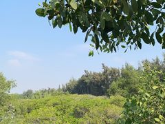 -宝安西湾红树林湿地公园