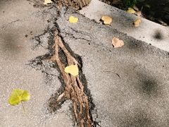 -同里国家湿地公园