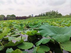 -金鸡湖大酒店·金咖啡厅(国宾路店)