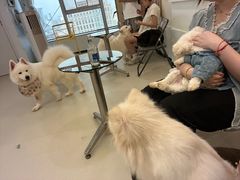 -共舞时光猫咖·狗咖(新街口店)