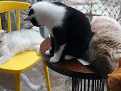 -喵屿·大理花园猫咖