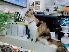 -玫瑰咖啡(中山六路店)
