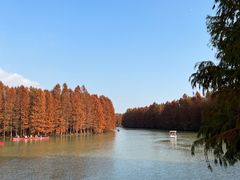 -上海海湾国家森林公园