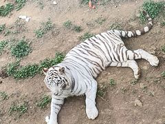 -无锡动物园·太湖欢乐园