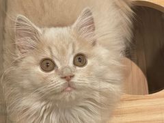 -袖虎·猫馆(体育西路店)